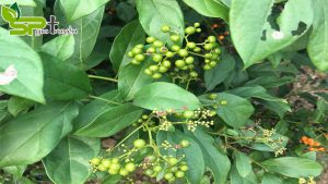 mua-cay-xa-den-o-dau-de-dam-bao-uy-tin-gia-ban-la-bao-nhieu