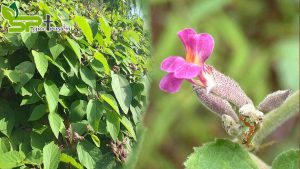 cay-an-xoa-co-gia-ban-bao-nhieu-mua-o-dau-tai-tp-hcm-de-dam-bao-uy-tin