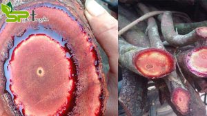 cay-co-mau-co-tac-dung-tang-can-nhu-loi-don