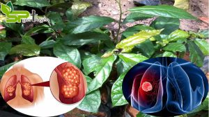 nhung-bai-thuoc-voi-cay-xa-den-tri-benh