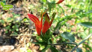 cây xương khỉ hỗ trợ kháng viêm