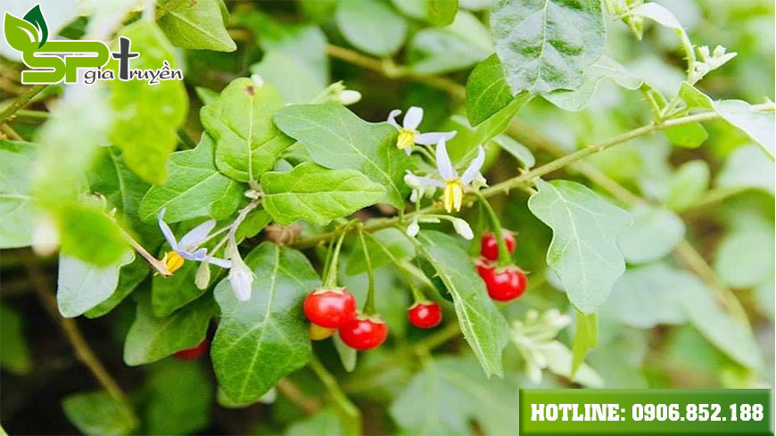 ca-gai-leo-uong-thi-mat-gan-nhung-dung-moi