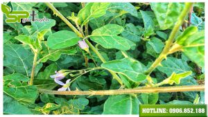 ca-gai-leo-uong-thi-mat-gan-nhung-dung-moi