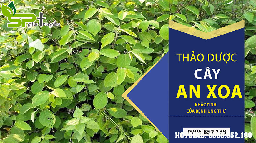 cay-an-xoa-chua-benh-gan