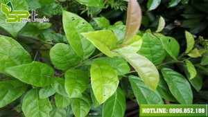 xa-den-nen-dung-nhu-the-nao-de-dat-toi-da-hieu-qua-chua-benh