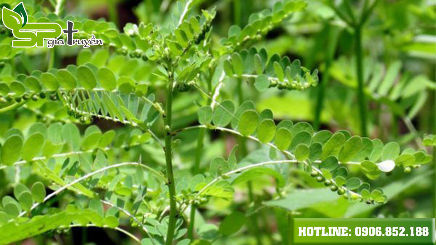 nhung-cay-thuoc-nam-de-tim-trong-dan-gian