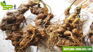 cach-phan-biet-sam-ngoc-linh-that-gia