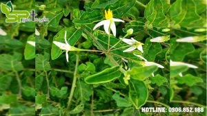 nhung-cay-thuoc-nam-de-tim-trong-dan-gian