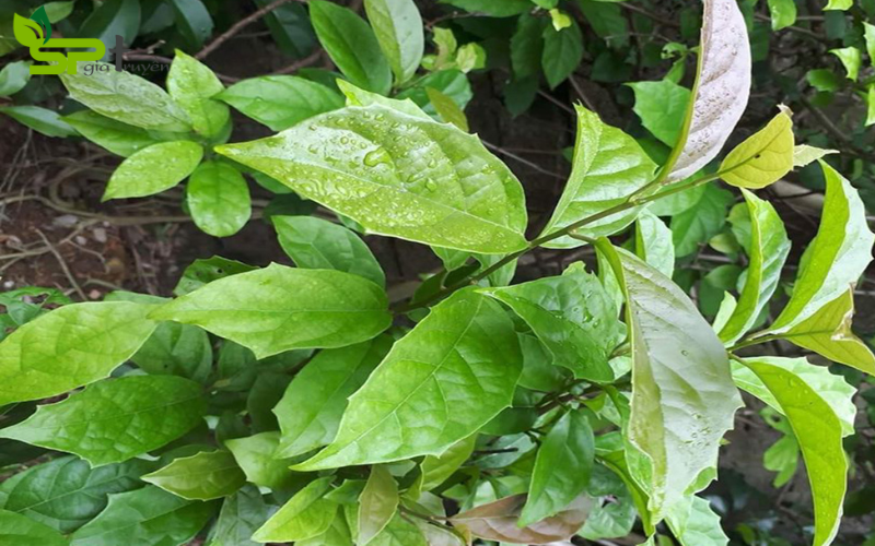 Uống thuốc tây có uống được xạ đen không? Uống thuốc tây có uống được xạ đen không?